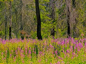 Images Dated 22nd July 2020: USA, Washington State, burnt forest and fire weed along Lake Cle Elum Washington Cascades