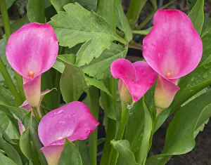 USA, Washington State. Calla Lily