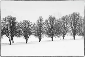 Snowing Prints: USA, Washington State, Carnation