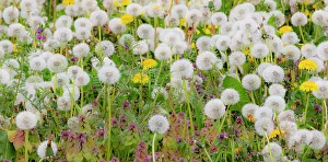 Carnation Prints: USA, Washington State, Carnation. Dandelions in bloom and setting seed