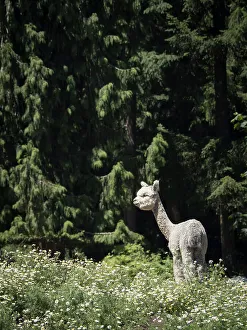Usa, Washington State, Carnation. Alpaca