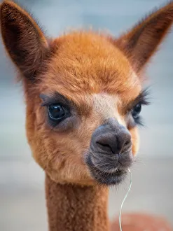 Images Dated 1st September 2022: Usa, Washington State, Carnation. Alpaca