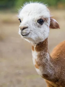 Images Dated 1st September 2022: Usa, Washington State, Carnation. Alpaca