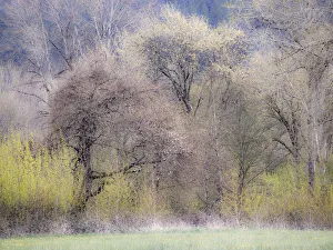 New Images August 2022 Prints: USA, Washington State, Carnation early spring and trees just budding out
