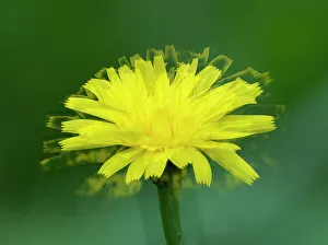 Weed Prints: USA, Washington State. Cat's-ear flower