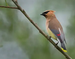 USA, Washington State. Cedar Waxwing (Bombycilla cedrorum) on a perch, Yarrow Bay