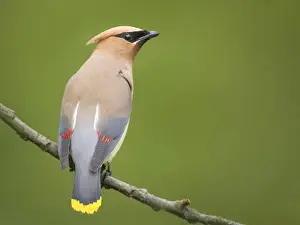 Images Dated 10th June 2014: USA, Washington State. Cedar Waxwing (Bombycilla cedrorum) on a perch, Yarrow Bay