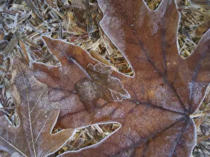 Images Dated 3rd April 2019: USA, Washington State. Central Cascades, Frosty Leaves