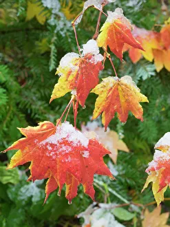 Images Dated 29th June 2023: USA, Washington State. Central Cascades, Snow on autumn colored maple leaves