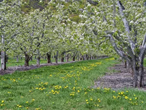 Images Dated 21st July 2022: USA, Washington State, Chelan County. Orchard and rows of fruit trees in bloom in spring