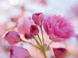 Cherry Blossom Prints: Usa, Washington State. Cherry blossoms