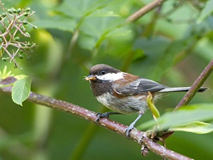 Images Dated 5th June 2011: USA, Washington State. A Chestnut-backed Chickadee (Poecile rufescens) perches an