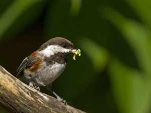 Images Dated 4th June 2011: USA, Washington State. A Chestnut-backed Chickadee (Poecile rufescens) perches