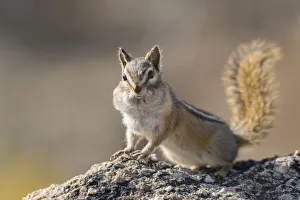 Images Dated 31st March 2020: USA, Washington State. Least Chipmunk (Tamias minimus) pauses from gathering seeds