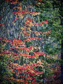 Prints of USA, Washington State, Cle Elum, Kittitas County. Vine maples and moss hanging from the tree in Autumn Images Dated 2019 May: USA, Washington State, Cle Elum, Kittitas County. Vine maples