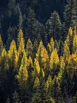 Images Dated 19th December 2019: USA, Washington State, Cle Elum, Kittitas County. Western larch near Blewett Pass
