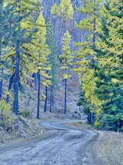 Images Dated 19th December 2019: USA, Washington State, Cle Elum, Kittitas County. Forest road through the forest of