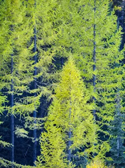 Images Dated 19th December 2019: USA, Washington State, Cle Elum, Kittitas County. Western larch near Blewett Pass