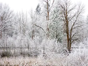 Frost Prints: USA, Washington State, Cle Elum, Kittitas County. Winter along the Yakima River
