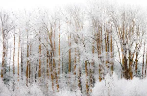 Images Dated 21st July 2022: USA, Washington State, Cle Elum, Kittitas County. Winter along the Yakima River