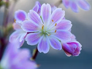 Succulent Prints: USA, Washington State, Cle Elum. Close-up of a lewisia cotyledon flower
