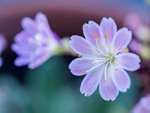 Images Dated 21st July 2022: USA, Washington State, Cle Elum. Close-up of a lewisia cotyledon flower