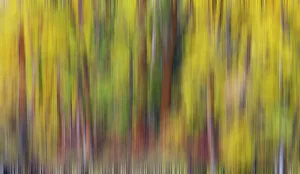 Images Dated 20th October 2021: USA, Washington State, Cle Elum. Cottonwoods in autumn along the Yakima River