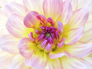 Cle Elum Prints: USA, Washington State, Cle Elum. Macro of a dahlia