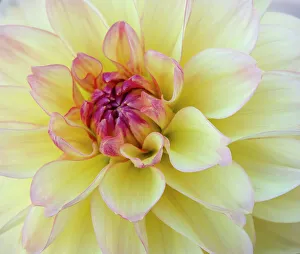 Images Dated 21st July 2022: USA, Washington State, Cle Elum. Macro of a dahlia