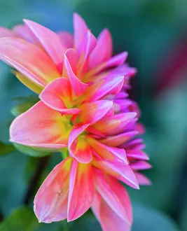 Images Dated 21st July 2022: USA, Washington State, Cle Elum. Macro of a dahlia