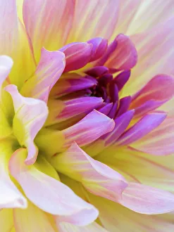 Images Dated 21st July 2022: USA, Washington State, Cle Elum. Macro of a dahlia