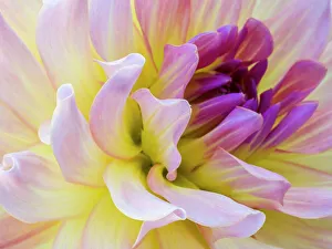 Images Dated 21st July 2022: USA, Washington State, Cle Elum. Macro of a dahlia
