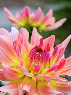 Images Dated 21st July 2022: USA, Washington State, Cle Elum. Macro of a dahlia