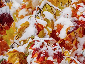 Kittitas County Prints: Usa, Washington State, Cle Elum. Vine maple in snow