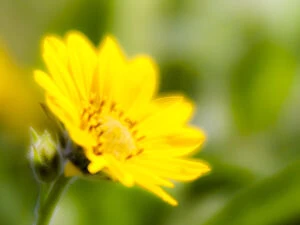 What's New: USA, Washington State. Close-up of Arrowleaf Balsamroot
