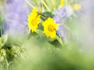 What's New: USA, Washington State. Close-up of Arrowleaf Balsamroot and lupine
