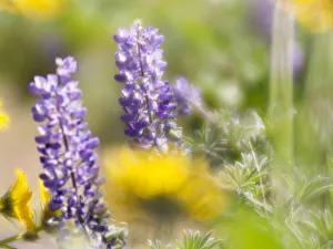 Images Dated 8th March 2022: USA, Washington State. Close-up of Arrowleaf Balsamroot and lupine