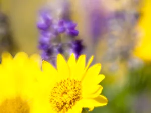 Images Dated 8th March 2022: USA, Washington State. Close-up of Arrowleaf Balsamroot and lupine