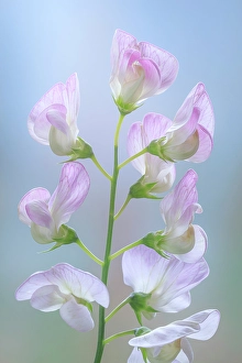 Sweet Pea Prints: USA, Washington State. Close-up of sweet pea blossoms