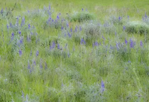 New Images August 2022 Prints: USA, Washington State, Colfax. Palouse field of grass and lupine