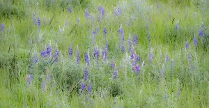 Images Dated 12th July 2022: USA, Washington State, Colfax. Palouse field of grass and lupine