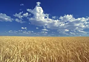 Wide Prints: USA, Washington State, Colfax. Ripe wheat fields stretch to the horizon near Colfax in the Palouse