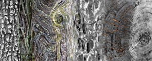 Earth Tone Prints: USA, Washington State. Collage panoramic of types of wood