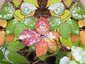 Images Dated 29th June 2023: USA, Washington State. Colorful Himalayan Blackberry leaves with newly fallen snow