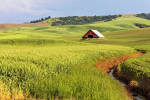 Wheat Prints: USA, Washington State, Colton, Palouse
