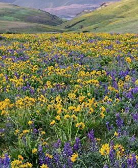 Lupine Prints: USA, Washington State. Columbia Hill State Park