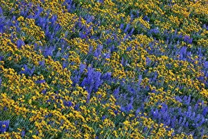 USA, Washington State, Columbia Hills State Park. Wildflowers bloom on hillside. Credit as