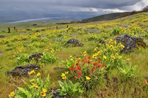State Park Prints: USA, Washington State. Columbia Hills State Park with balsamroot and Indian Paint Brush