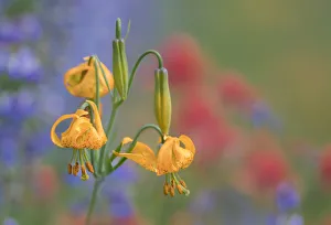 USA, Washington State. Columbia Lily (Lilium columbianum), lupine and Indian Paintbrush