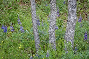 Lupine Prints: USA, Washington State, Columbia River Gorge National Scenic Area